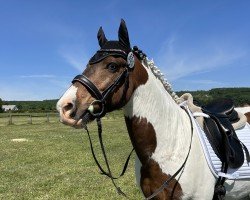 dressage horse Leam Colour Run (Tinker / Irish Cob / Gypsy Vanner, 2014)