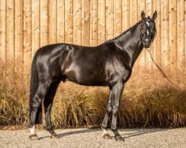 jumper Darkhorse Brimbelles (Selle Français, 2013, from Air Jordan Z)