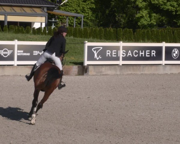 Reitturnier Babenhausen 2025