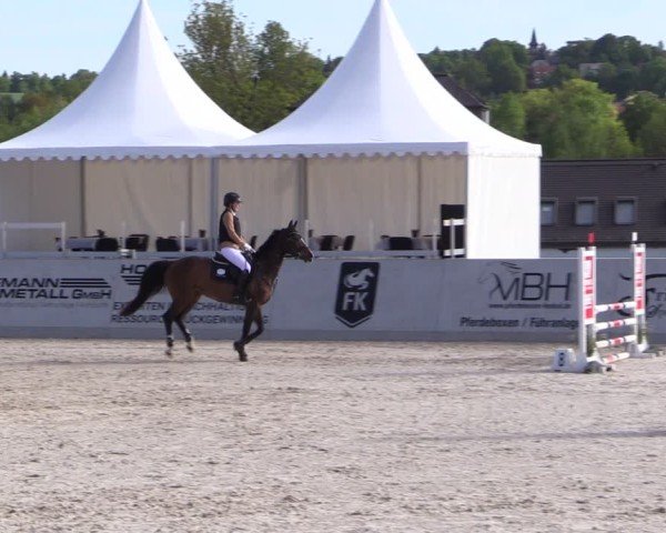 Reitturnier Zwickau 2025