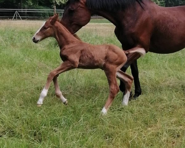 horse Calea for fun (German Sport Horse, 2021, from Camargo 2)