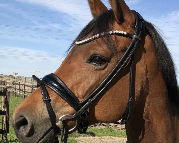 Zuchtstute Gipsy Laidi (Deutsches Reitpony, 2008, von Three-Stars Dumbledore)