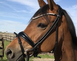 broodmare Gipsy Laidi (German Riding Pony, 2008, from Three-Stars Dumbledore)