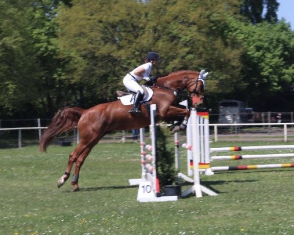 broodmare Caika (Hanoverian, 2009, from Clinton H)