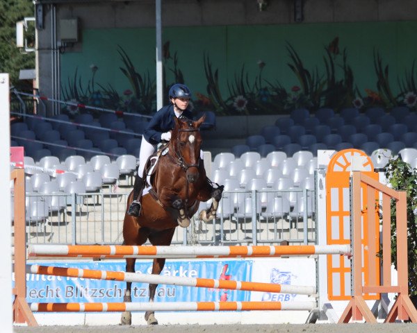 jumper Diabolo B 2 (German Riding Pony, 2004, from Dino B)