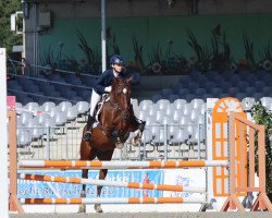 jumper Diabolo B 2 (German Riding Pony, 2004, from Dino B)