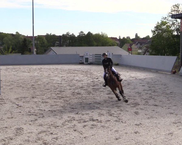 Reitturnier Zwickau 2025