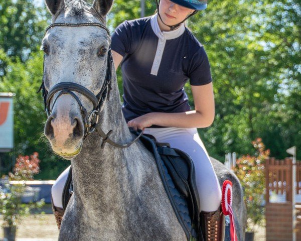 jumper Cornets Charming Boy (Hanoverian, 2020, from Cornet's Edition)