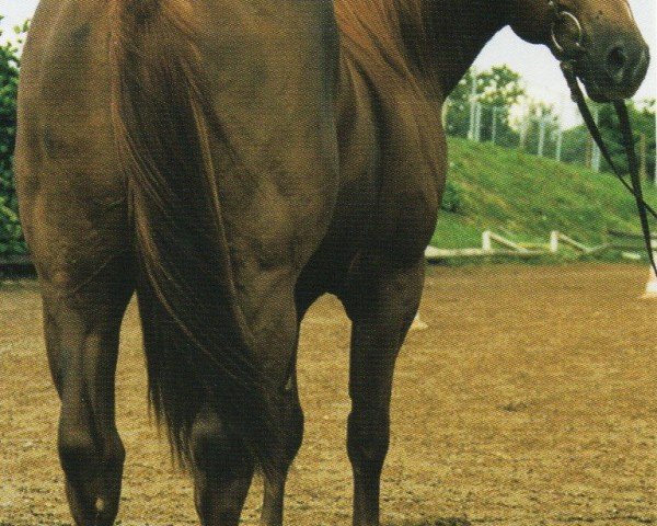 Pferd Show Docs Freckle (Quarter Horse, 1998, von Show Time Freckles)
