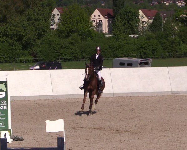 Reitturnier Zwickau 2025