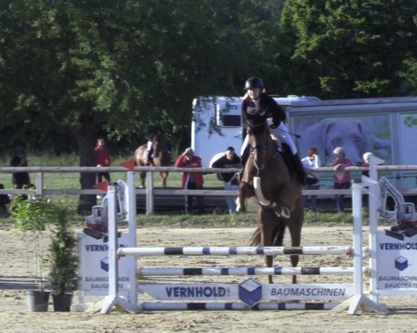 Springpferd Grazie Mille 111 Z (Zangersheide Reitpferd, 2019, von George Z)