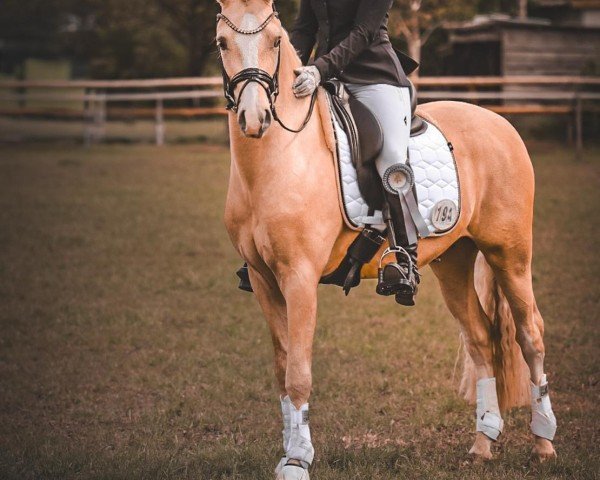 Dressurpferd Dunkin Donut MP (Deutsches Reitpony, 2021)