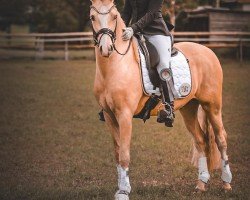 Dressurpferd Dunkin Donut MP (Deutsches Reitpony, 2021)