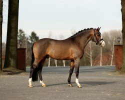 Deckhengst Chocoversum (Deutsches Reitpony, 2019, von Cosmopolitan NRW)