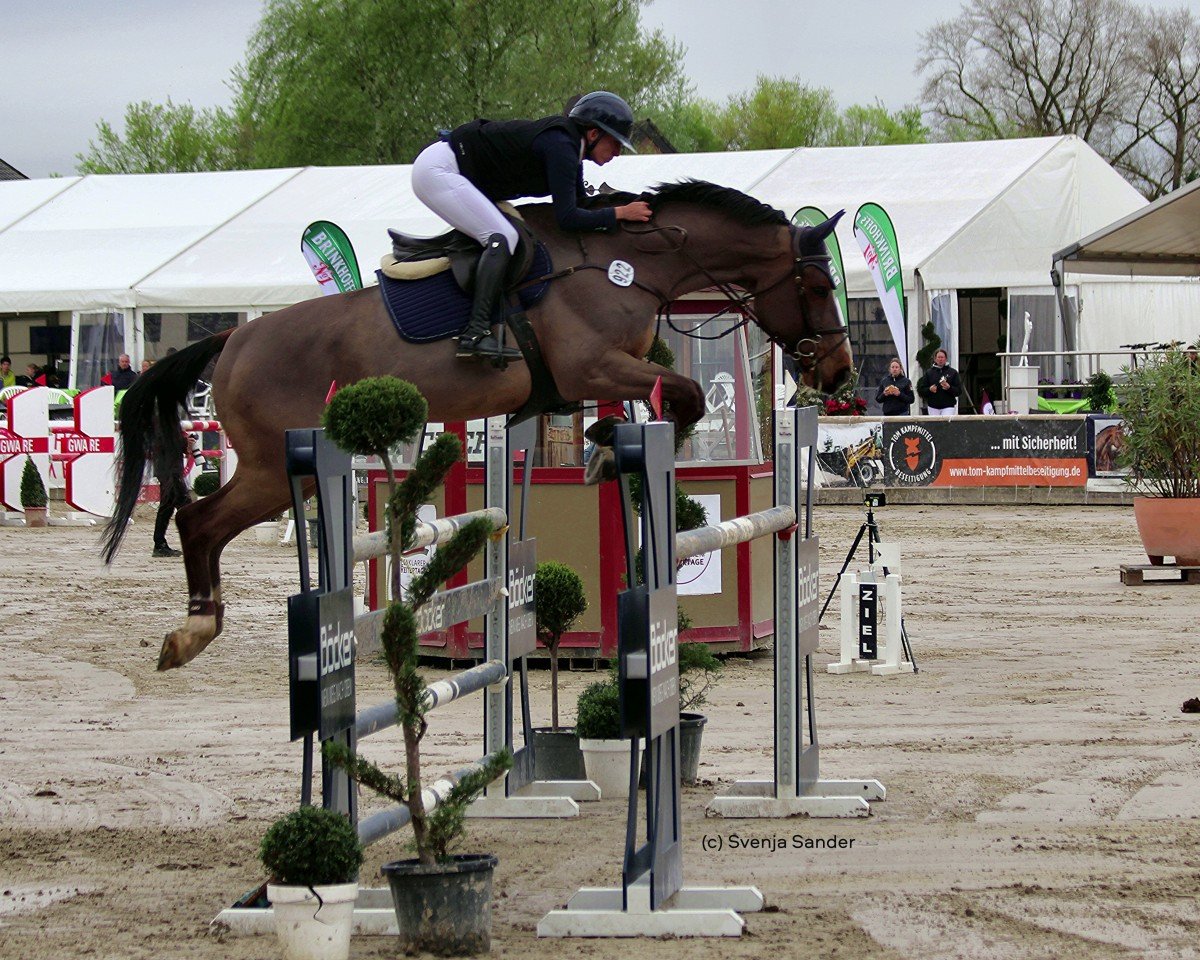 Springpferd Commano (Westfale, 2012, von Comme il Faut)