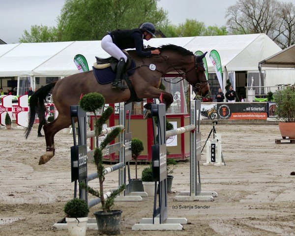 Springpferd Commano (Westfale, 2012, von Comme il Faut)
