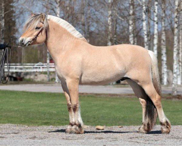 stallion Bondhus Heike 21 F (Fjord Horse, 2022, from Birkelid Owen)