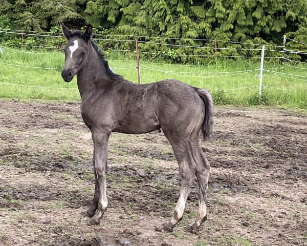 broodmare Ronja‘s Dream (Hanoverian, 2021, from Rotspon)