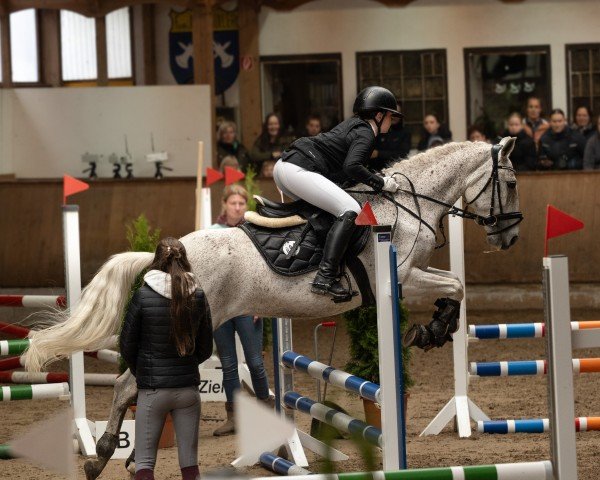 Pferd Maja 1119 (unbekannt, 2015)