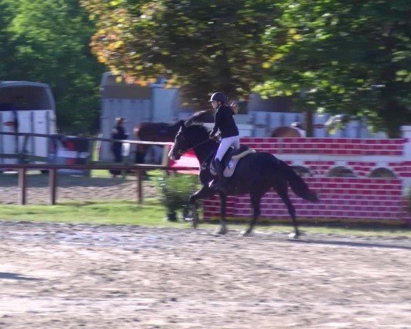 Reitturnier Dorsten 2025