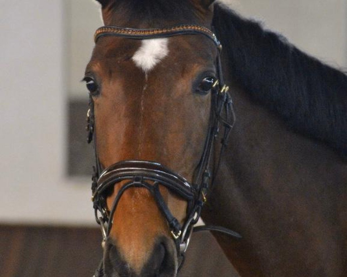 Springpferd Bernada (Westfale, 2014, von Balous Diamond)