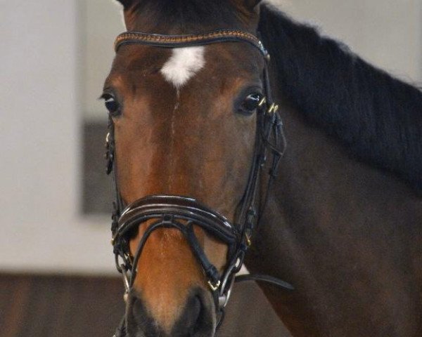 Springpferd Bernada (Westfale, 2014, von Balous Diamond)