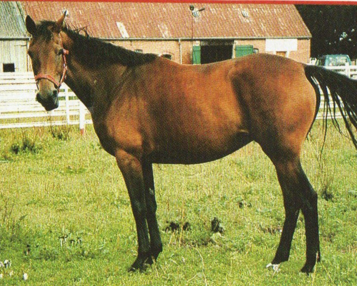 Zuchtstute Lorena AA 84 (Anglo-Araber, 1996, von Delano N)