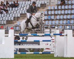 Springpferd Dalton de Saulieu (Belgium Sporthorse, 2009, von Clinton)