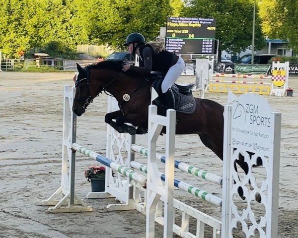 Springpferd Trixi 519 (Deutsches Reitpony, 2018, von Upgrade)