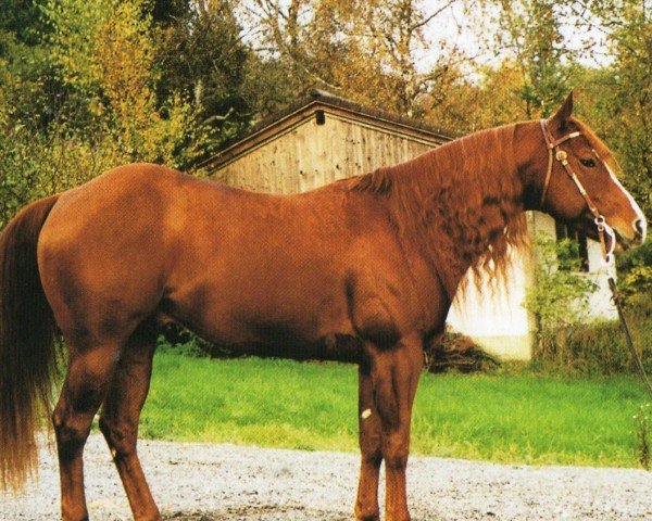 horse Rey Dryonita (Quarter Horse, 1995, from Separate Property)