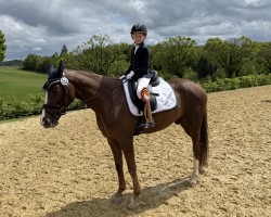 dressage horse Benicio's Firedancer (Oldenburg, 2019, from Callaho's Benicio)
