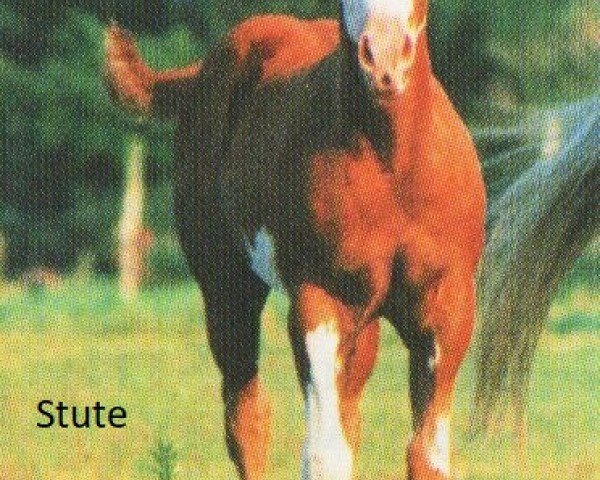 horse Kissy (Paint Horse, 1996, from Mr Robin Kent)