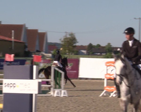 Reitturnier Poxdorf/Ofr 2025