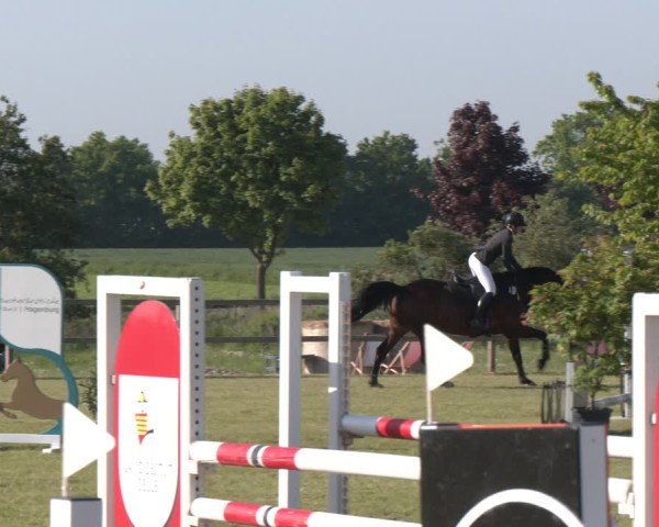 Reitturnier Wilkenburg 2025