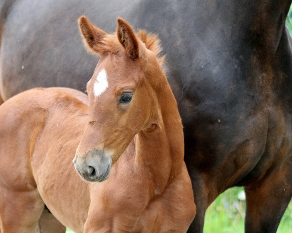 horse L‘Amour de la Vie (Oldenburg, 2021, from La Vie)