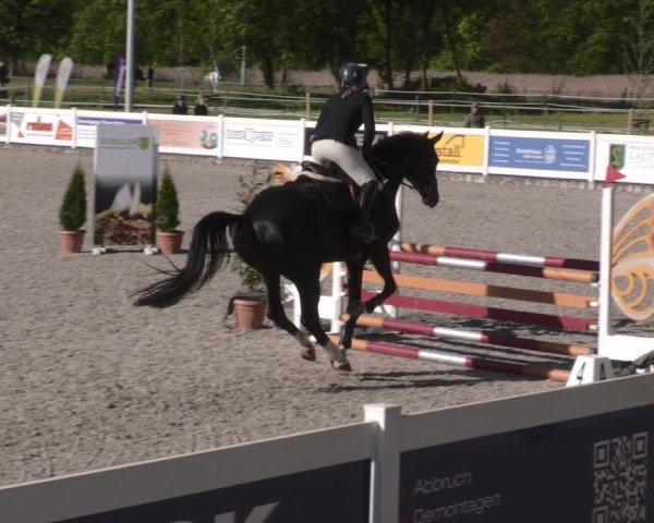 Reitturnier Babenhausen 2025