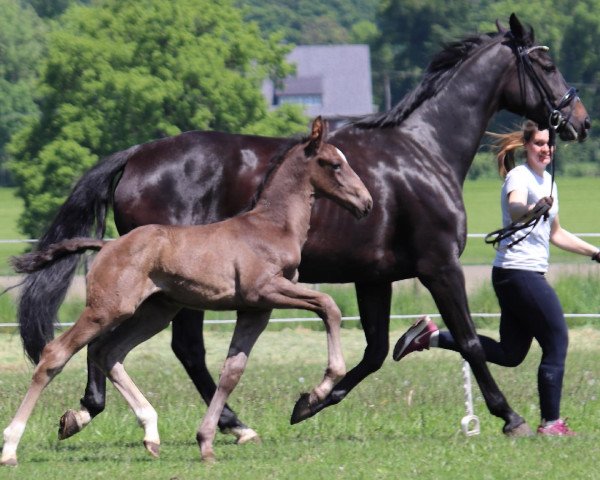 horse Hengst von Marc Cain / Dancier (Westphalian, 2021, from DSP Marc Cain)