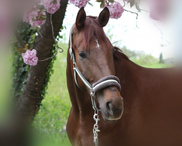 horse Best of World (Hanoverian, 2017, from Best of Gold)