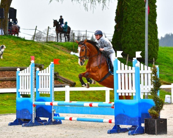 Springpferd Delano CH (unbekannt, 2018)