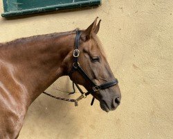 jumper Lando (Mecklenburg, 2009)