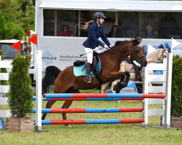 Springpferd Us Jumper (+) (Holländisches Reitpony, 1994)