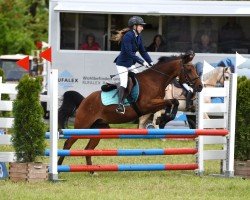 jumper Us Jumper (+) (Holländisches riding ponies, 1994)