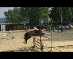 jumper Landjego 6 (Oldenburg, 2004, from Lamentos)