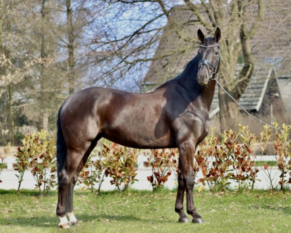 Zuchtstute Deep Melody (Westfale, 2015, von Damsey FRH)