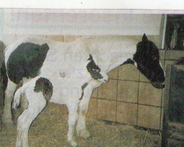 Horse Meave (Gypsy Cob / Irish Cob / Gypsy Vanner, 2004, from Tir Na Nog)