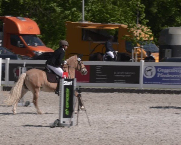 Reitturnier Babenhausen 2025