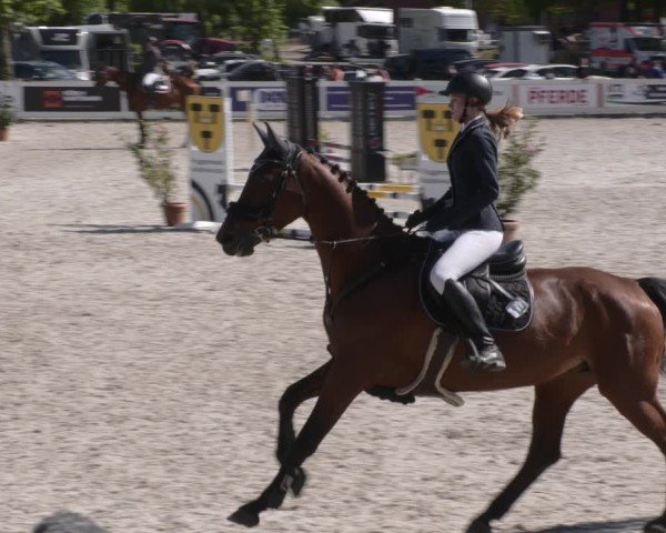 Reitturnier Babenhausen 2025