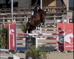 horse Delhi N89 Z (Zangersheide riding horse, 2019, from Don van het Parelshof Z)