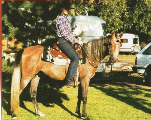 horse Amir (Arabian, 1998, from Naheed EAO)