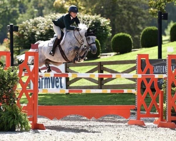 Caballo de salto Scarlett O'Hara N89 Z (Zangersheide Reitpferd, 2016, de Stakkato Gold)